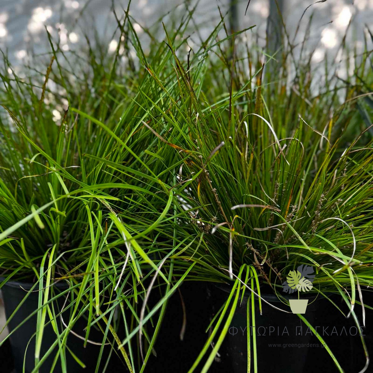 Λομάνδρα (Lomandra longifolia) | Αειθαλές Διακοσμητικό Φυτό για Σύγχρονους Κήπους - 3